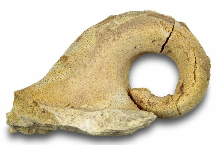 Ordovician Gastropod (Salpingostoma) Fossil - Wisconsin #248579